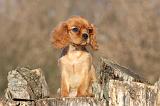 CAVALIER KING CHARLES 406